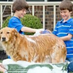 Dog Grooming Brush, Lilpep Pet Shampoo Bath Brush Soothing Massage Rubber Comb with Adjustable Ring Handle for Long Short Haired Dogs and Cats (Blue+Green, pack of 2) - Image 3